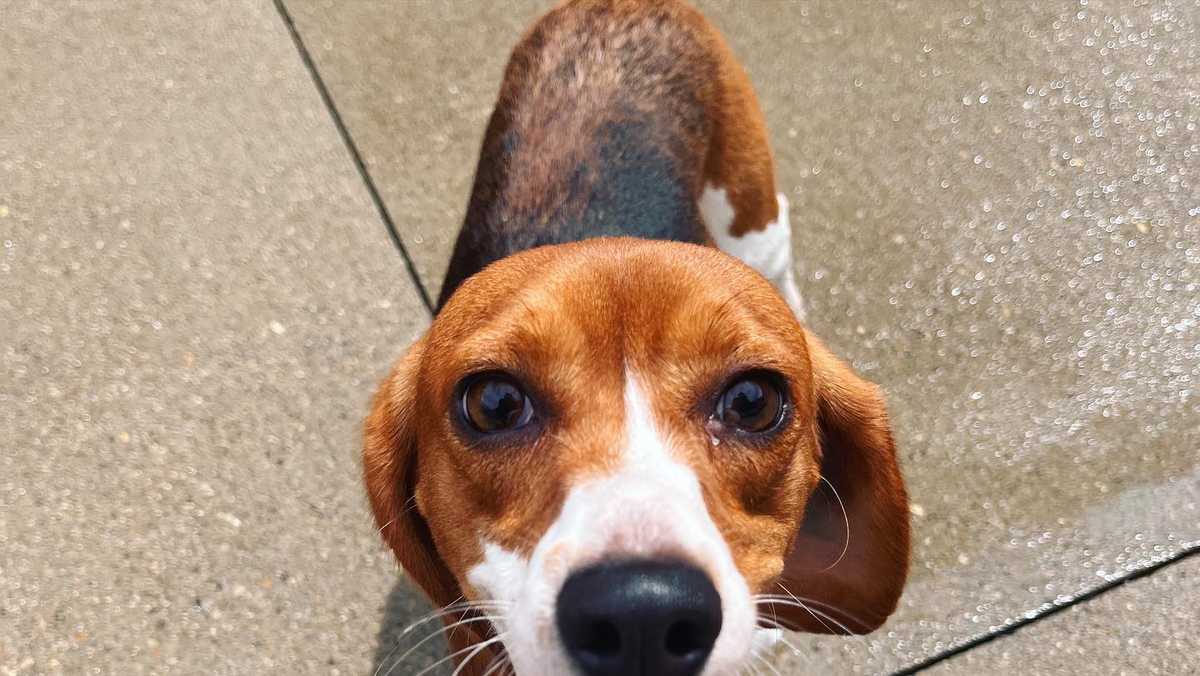 Beagles rescued from breeding facility now up for adoption