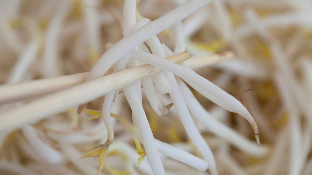 DPH Bean sprouts from Mass. farm may have listeria contamination