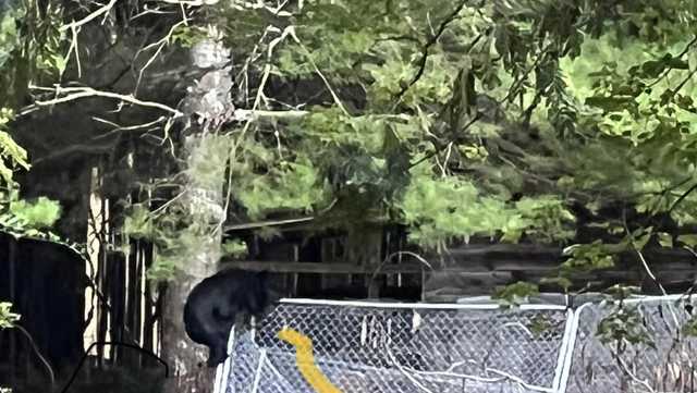 South Carolina: Bears eat families chickens, destroy property - Vimarsana News