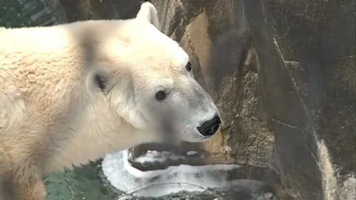 Omaha zoo polar bear moving to Kansas City Zoo in April