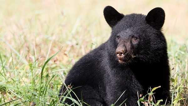 black bear ohio map