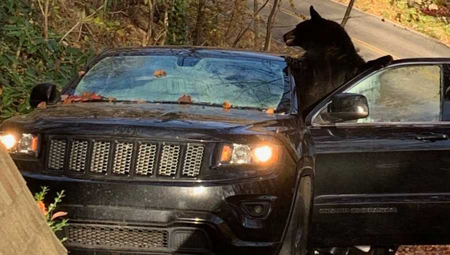 Bear breaks into Jeep in Gatlinburg