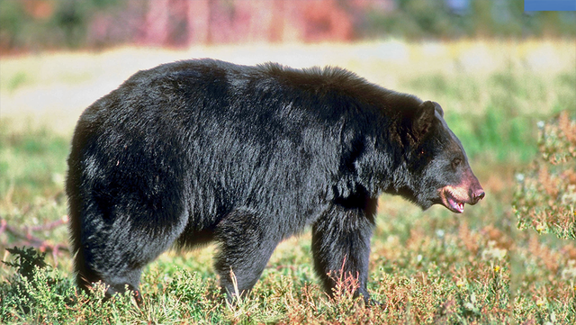 North Carolina: Warning about bear 'circling campsites' - Vimarsana News