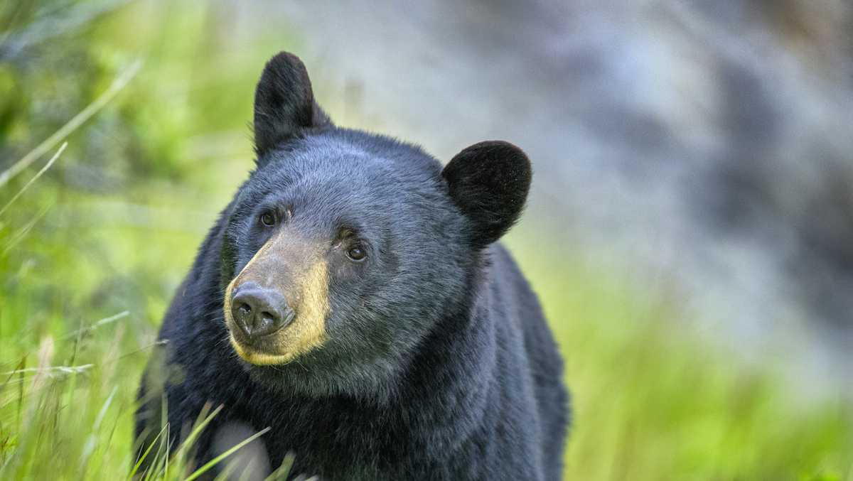 Bear Hunting Tips and Techniques  Vermont Fish & Wildlife Department