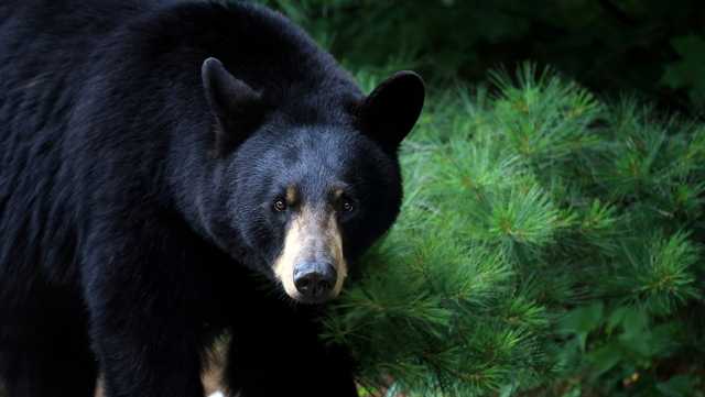 Bear attack: woman bitten in Porter - Vimarsana News