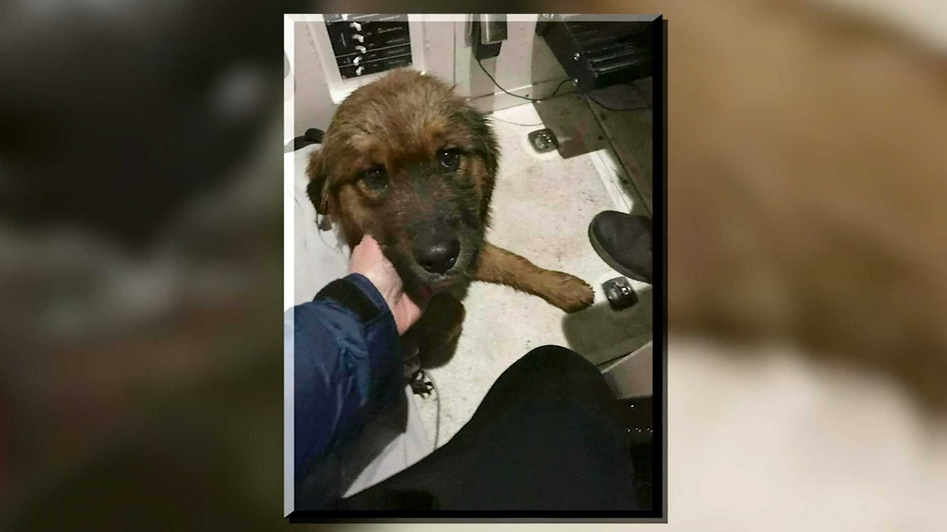 Bear the dog rescued in New Jersey after swimming across Hudson River from Manhattan - Vimarsana News