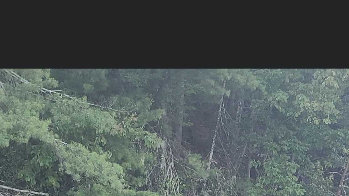 Pictures capture bear swimming across South Carolina lake - Vimarsana News
