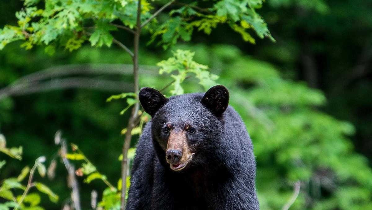 Black Bear  State of New Hampshire Fish and Game