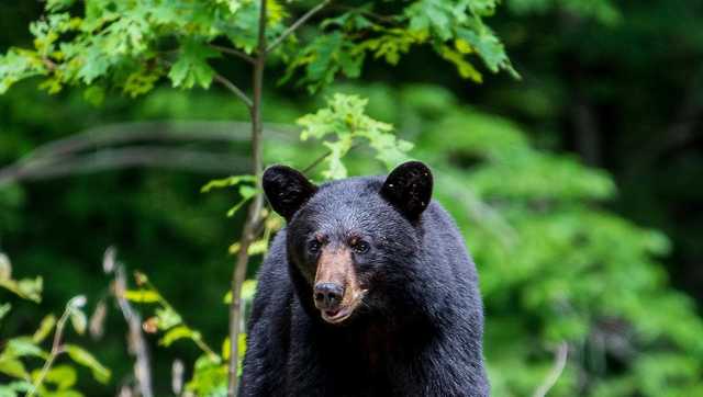 NH Fish and Game urges bear safety - Vimarsana News