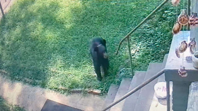 South Carolina: Police issue warning after black bear sighting - Vimarsana News