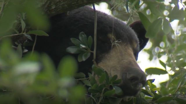 Proposed legislation: FL bill would allow homeowners to kill bears - Vimarsana News
