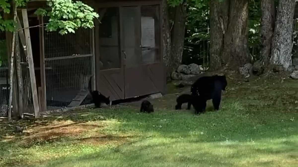 NH bear video: Mother, four cubs seen in NH yard