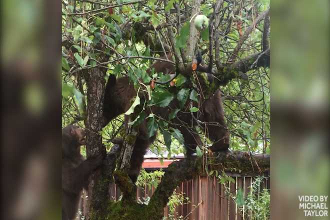 VIDEO: Bears go apple picking at Downieville home