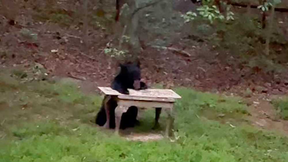 South Carolina, North Carolina bears caught on video digging in