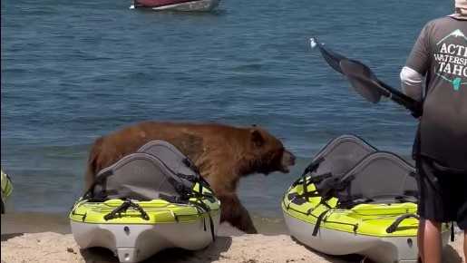 Bear walks along the shore of South Lake Tahoe and raids the refrigerator in the cabin