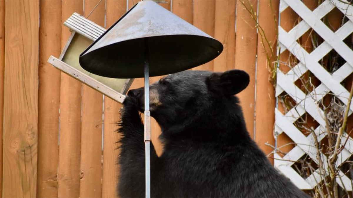 New Hampshire residents urged to take down bird feeders as bears roam