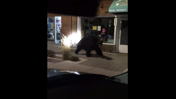 Police video shows large bear peering into shop windows