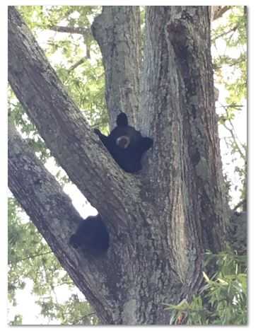 Neighbors flock to photograph bear stuck in tree