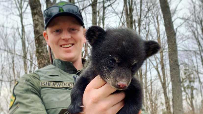 Vermont Game Warden Rescues Orphaned Bear Cub Vermont Game Warden Rescues Orphaned Bear Cub