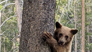 California wildlife officials investigate report of shot bear cub near South Lake Tahoe - Vimarsana News