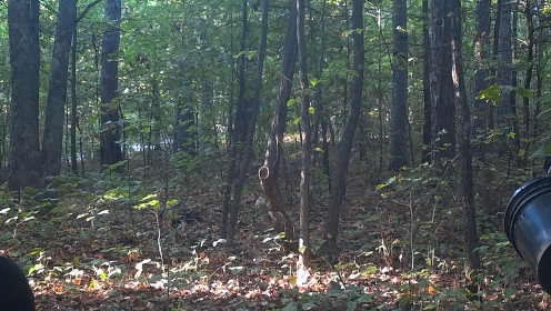 Arkansas: Why are human-bear encounters on the rise?