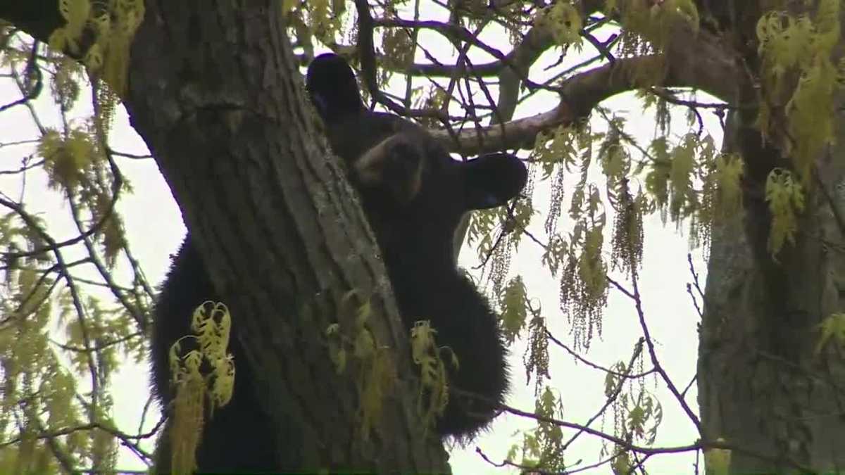 Black bear relocated after being tranquilized in tree over Arlington