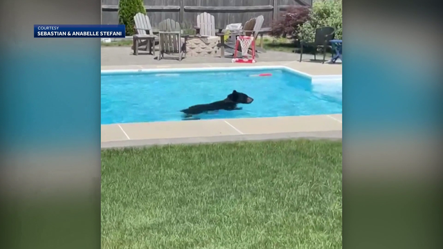 Bear takes dip, cools off in swimming pool - Vimarsana News