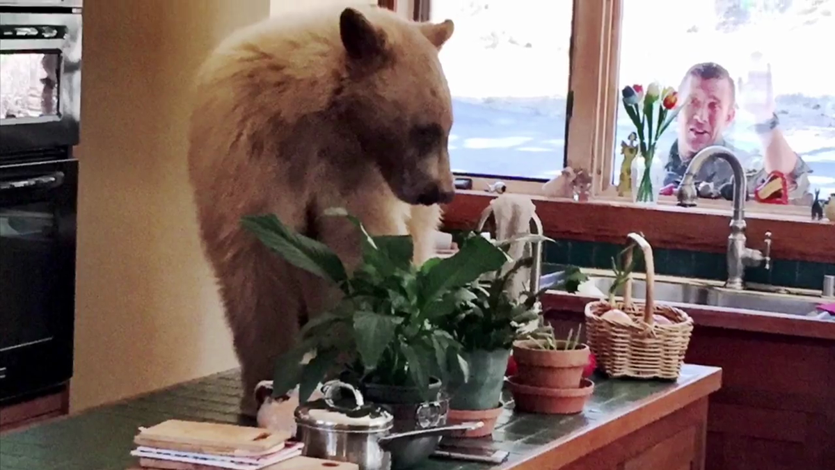 Oh my! Bear spotted in North Lake Tahoe home