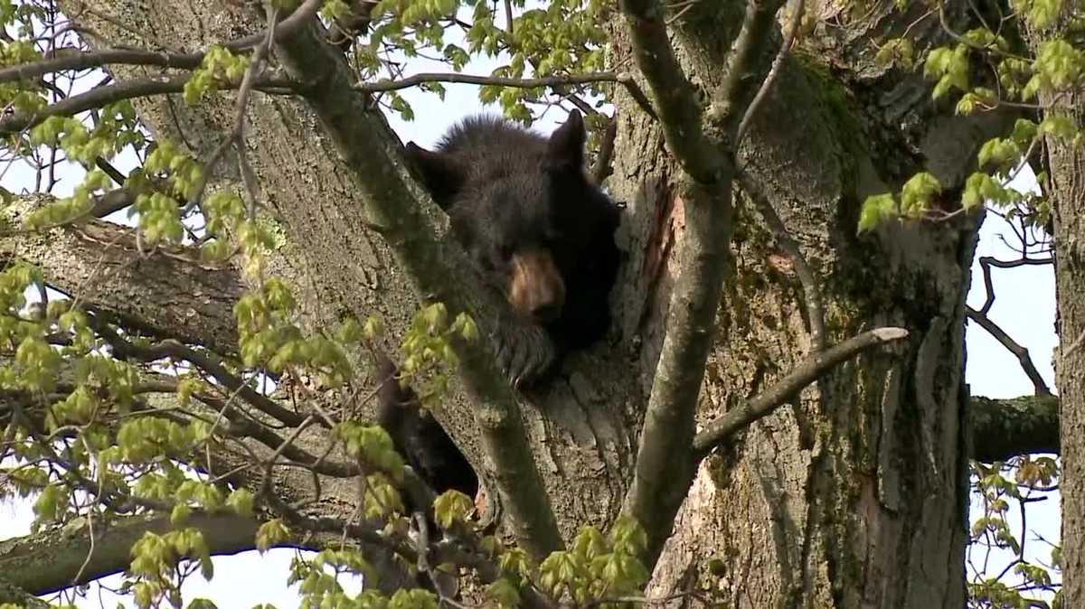 Bear falls from Manchester tree after being hit by tranquilizer dart