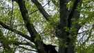 Bear in tree 