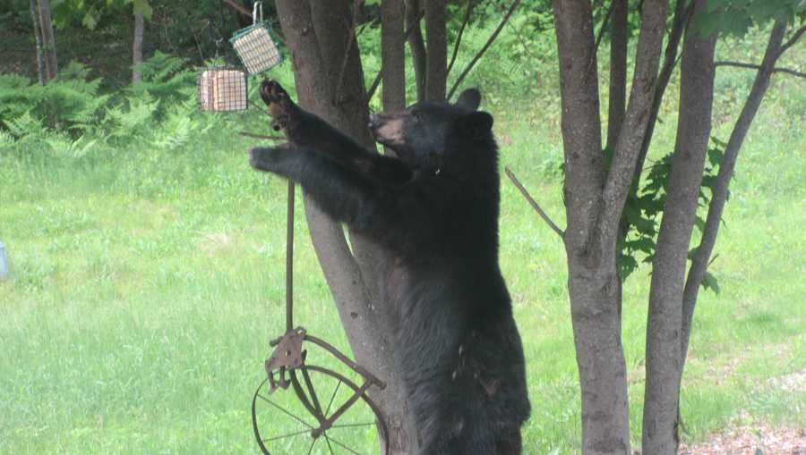 Bear in a backyard in Cornish