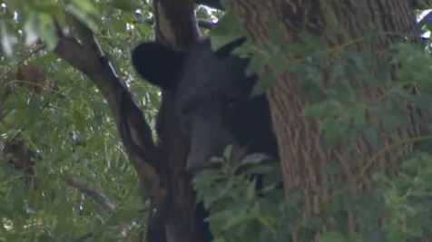 Bear sighting: Young bear roaming Orlando neighborhood - Vimarsana News