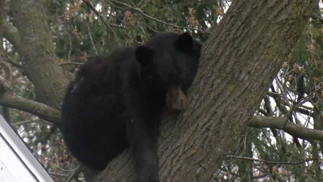 WATCH: Bear wandering in Madison finds the perfect spot for a nap