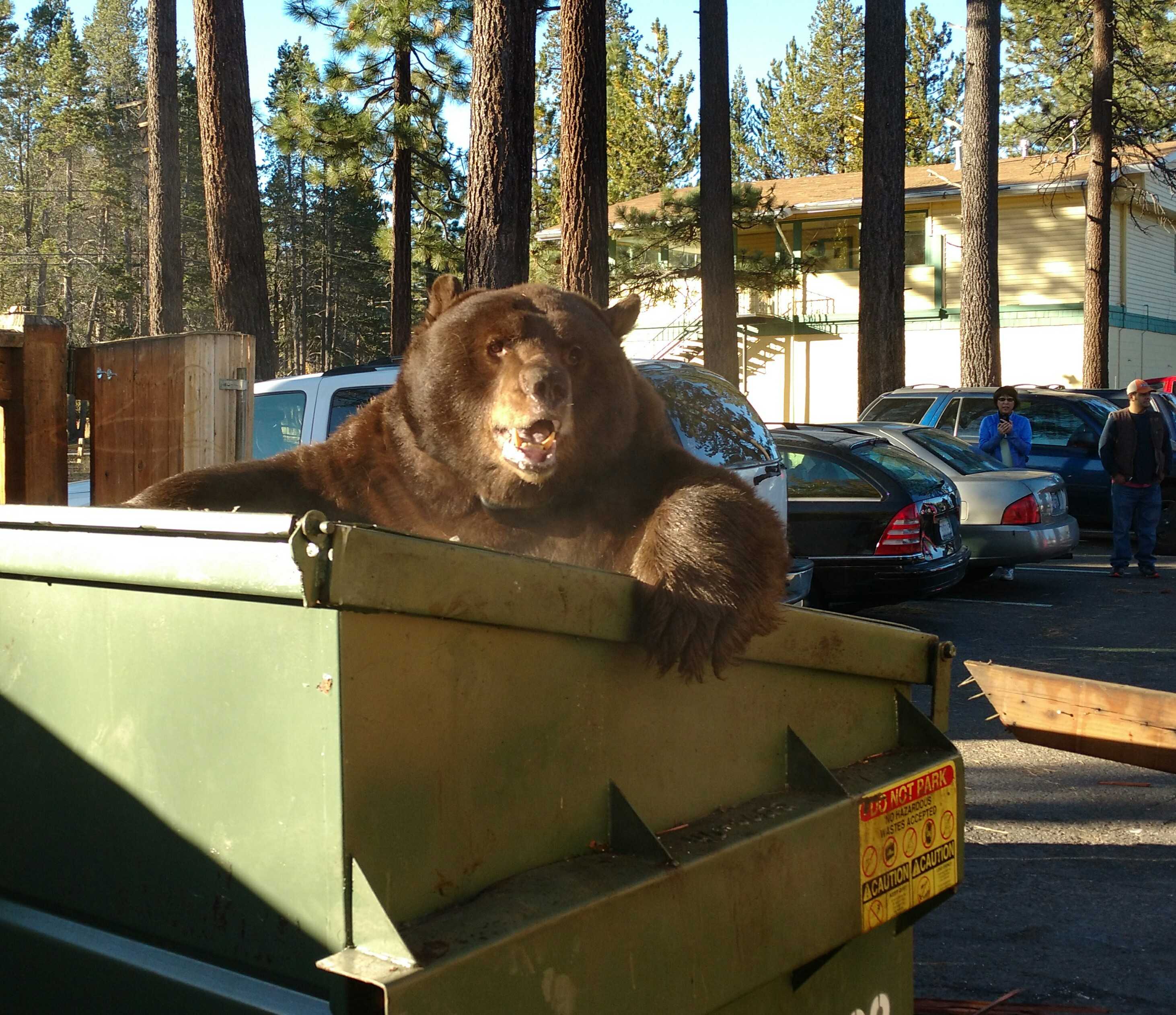 Lake Tahoe Bears Are Out Hungry As They Prepare To Hibernate   Bear League1 1508549861 