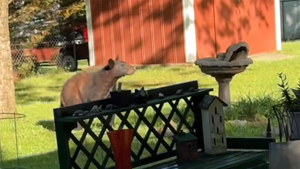 South Carolina: Bear caught on camera in Greenville backyard - Vimarsana News