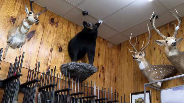 Louisiana working to restart black bear hunting; could Mississippi follow suit? - Vimarsana News