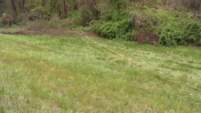 Body dragged by bear after fatal crash on I-91, state police say