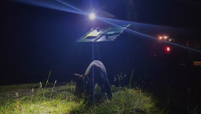 Magic Kingdom bear released into Florida forest - Vimarsana News