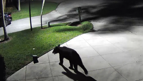 Bear spotted in PGA National neighborhood in Palm Beach Gardens, Florida - Vimarsana News