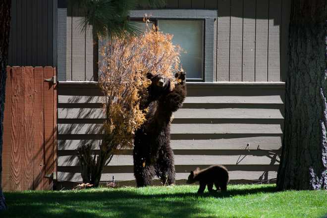Caught on camera: Adorable cubs play in South Lake Tahoe