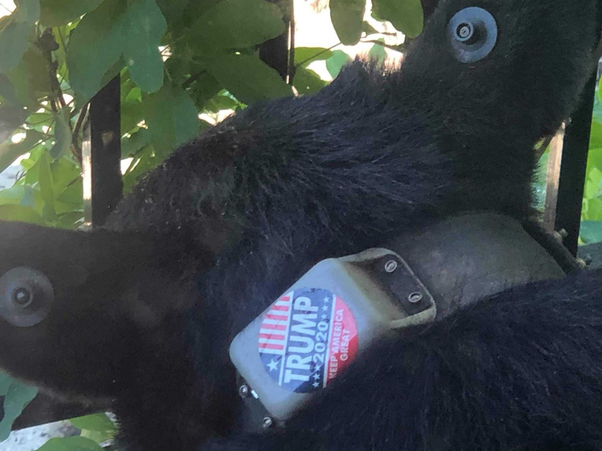 bear writer resize images