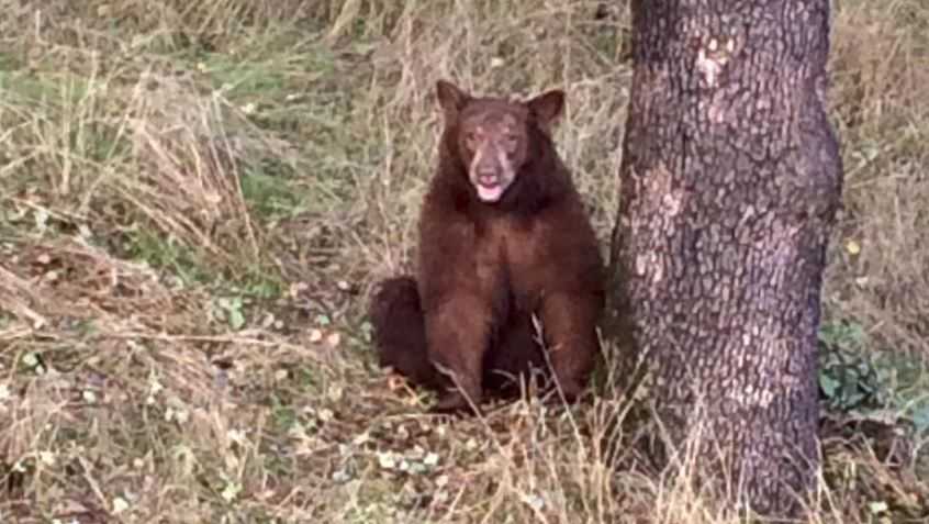 Bear near Auburn