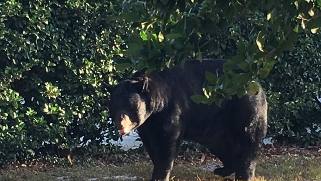 Bear injures man protecting dog in Daytona Beach - Vimarsana News
