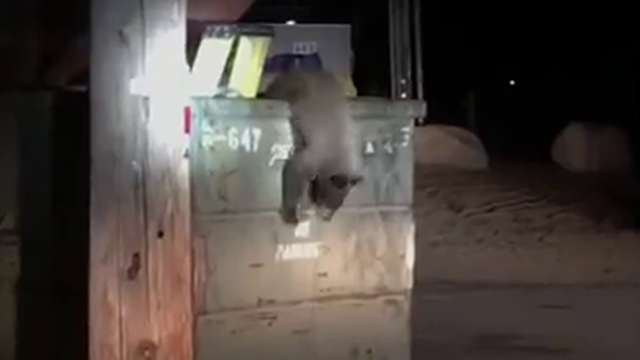 Caught on Camera: Bear cub rescued from California motel dumpster