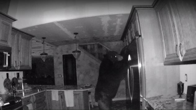 This Bear Made A Huge Mistake Breaking Into This Sevierville Home (Twra) - 33js0kz