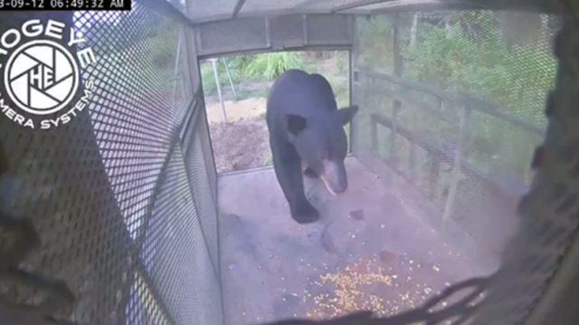 Bears spotted swimming across the Mississippi River for new territory 