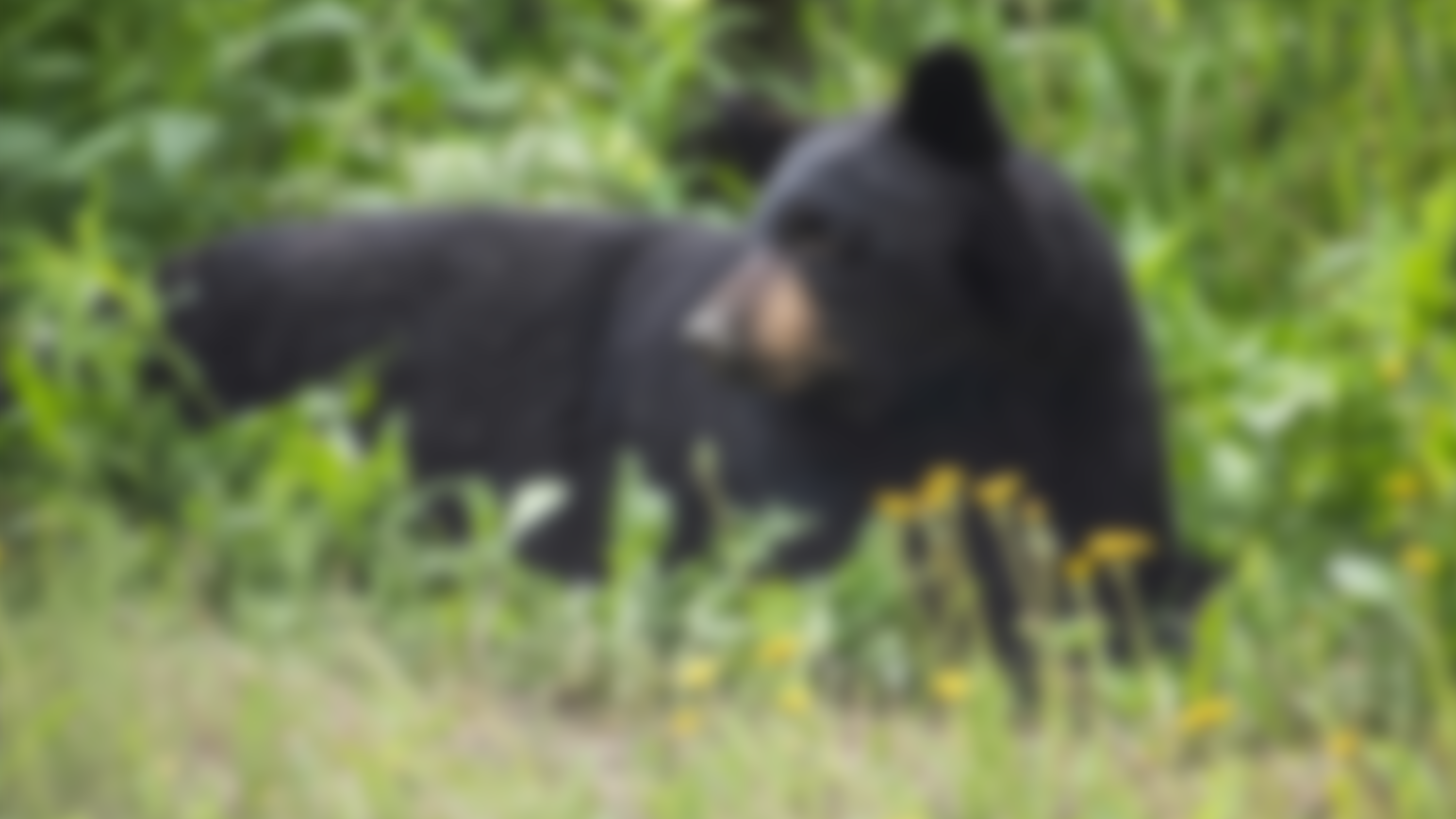 Furman sends out alert to students, staff after bear sighting on campus