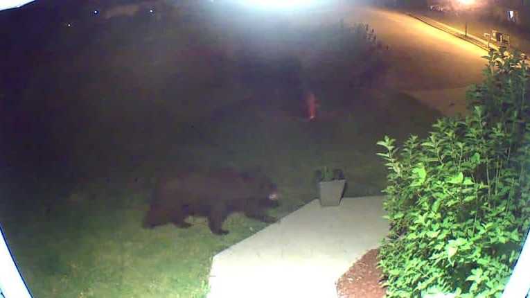 Bear spotted in Ashland, Missouri -- between Columbia and Jefferson City.