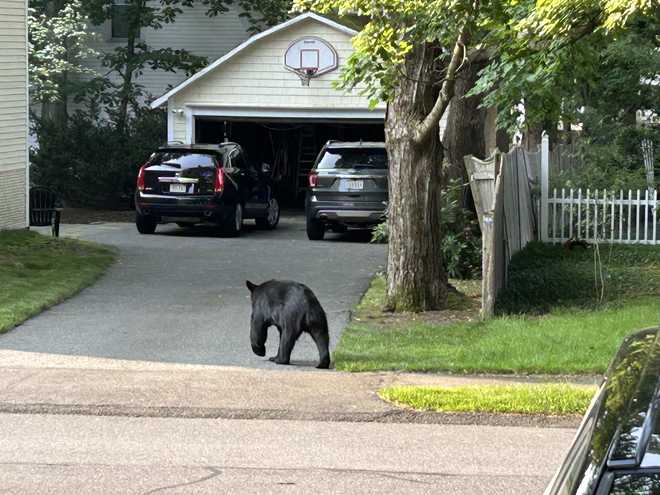 https://kubrick.htvapps.com/htv-prod-media.s3.amazonaws.com/images/bear-sighting-jpeg-648c9ca16d506.jpeg?resize=660:*