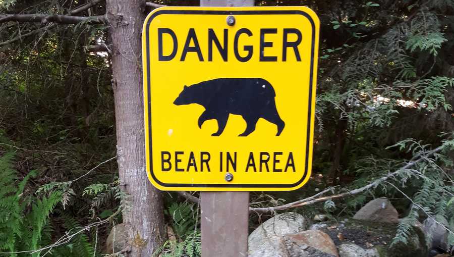 Bear sighting in northwest New Mexico